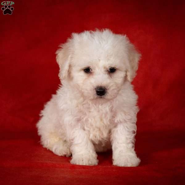 Janet, Bichon Frise Puppy